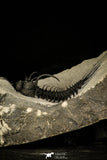 30228 - Top Rare 2.95 Inch Quadrops flexuosa Devonian Trilobite