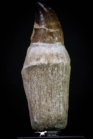 20279 - Top Huge Rooted 4.47 Inch Mosasaur (Prognathodon anceps) Tooth