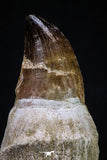 20279 - Top Huge Rooted 4.47 Inch Mosasaur (Prognathodon anceps) Tooth