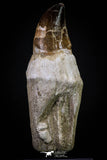 20279 - Top Huge Rooted 4.47 Inch Mosasaur (Prognathodon anceps) Tooth