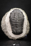 08328 - Top Detailed 2.46 Inch Austerops sp Lower Devonian