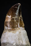 20279 - Top Huge Rooted 4.47 Inch Mosasaur (Prognathodon anceps) Tooth