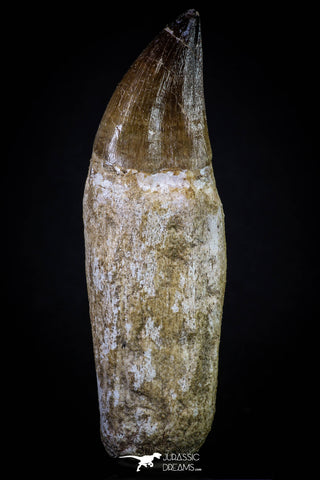 20280 - Top Huge Rooted 4.63 Inch Mosasaur (Prognathodon anceps) Tooth