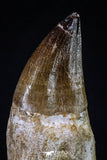 20280 - Top Huge Rooted 4.63 Inch Mosasaur (Prognathodon anceps) Tooth