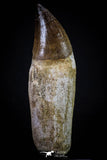 20280 - Top Huge Rooted 4.63 Inch Mosasaur (Prognathodon anceps) Tooth