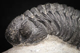 08328 - Top Detailed 2.46 Inch Austerops sp Lower Devonian