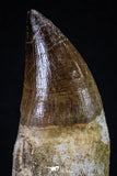 20280 - Top Huge Rooted 4.63 Inch Mosasaur (Prognathodon anceps) Tooth