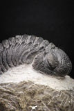 08328 - Top Detailed 2.46 Inch Austerops sp Lower Devonian