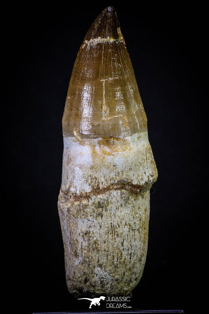 20281 - Top Huge Rooted 4.46 Inch Mosasaur (Prognathodon anceps) Tooth