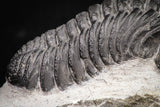 08328 - Top Detailed 2.46 Inch Austerops sp Lower Devonian