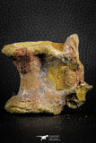 07401 - Top Rare 2.07 Inch Spinosaurid Dinosaur Partial Vertebra Bone Cretaceous KemKem Beds