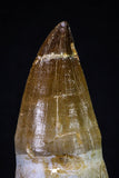 20281 - Top Huge Rooted 4.46 Inch Mosasaur (Prognathodon anceps) Tooth