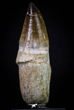 20281 - Top Huge Rooted 4.46 Inch Mosasaur (Prognathodon anceps) Tooth
