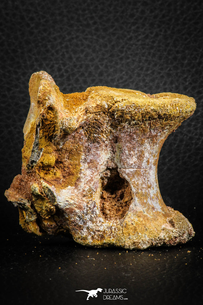 07401 - Top Rare 2.07 Inch Spinosaurid Dinosaur Partial Vertebra Bone Cretaceous KemKem Beds