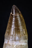 20281 - Top Huge Rooted 4.46 Inch Mosasaur (Prognathodon anceps) Tooth