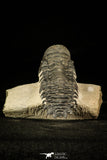 30230 - Beautiful 2.86 Inch Crotalocephalina (Crotalocephalus) gibbus Lower Devonian Trilobite