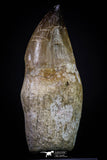 20282 - Top Huge Rooted 4.03 Inch Mosasaur (Prognathodon anceps) Tooth