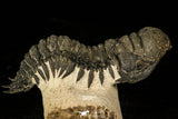 30230 - Beautiful 2.86 Inch Crotalocephalina (Crotalocephalus) gibbus Lower Devonian Trilobite