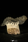30230 - Beautiful 2.86 Inch Crotalocephalina (Crotalocephalus) gibbus Lower Devonian Trilobite