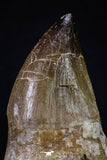 20282 - Top Huge Rooted 4.03 Inch Mosasaur (Prognathodon anceps) Tooth