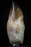 20282 - Top Huge Rooted 4.03 Inch Mosasaur (Prognathodon anceps) Tooth
