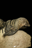 30230 - Beautiful 2.86 Inch Crotalocephalina (Crotalocephalus) gibbus Lower Devonian Trilobite