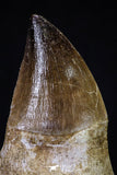 20282 - Top Huge Rooted 4.03 Inch Mosasaur (Prognathodon anceps) Tooth