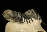 30230 - Beautiful 2.86 Inch Crotalocephalina (Crotalocephalus) gibbus Lower Devonian Trilobite