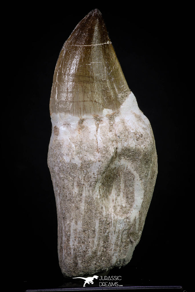 20283 - Top Huge Rooted 3.91 Inch Mosasaur (Prognathodon anceps) Tooth