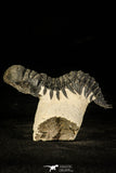 30230 - Beautiful 2.86 Inch Crotalocephalina (Crotalocephalus) gibbus Lower Devonian Trilobite