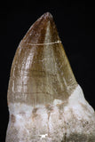 20283 - Top Huge Rooted 3.91 Inch Mosasaur (Prognathodon anceps) Tooth