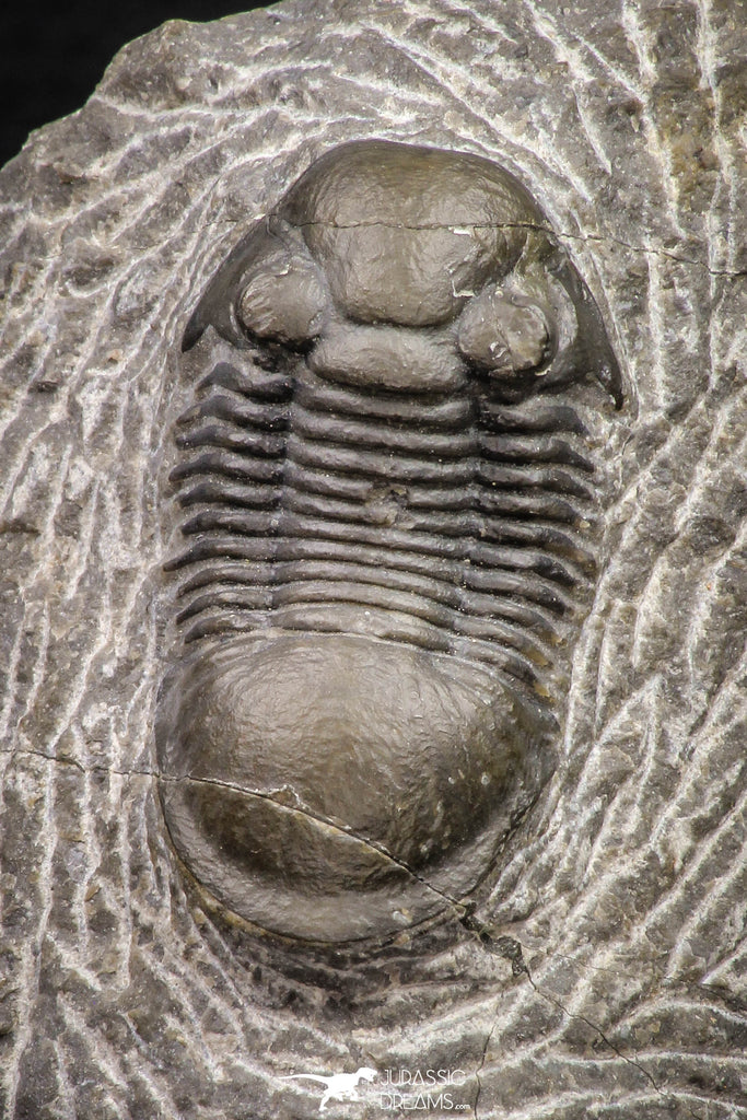 08330 - Top Quality 1.54 Inch Paralejurus spatuliformis Devonian Trilobite