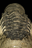 30230 - Beautiful 2.86 Inch Crotalocephalina (Crotalocephalus) gibbus Lower Devonian Trilobite