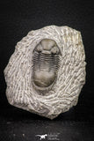 08330 - Top Quality 1.54 Inch Paralejurus spatuliformis Devonian Trilobite