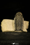 30231 - Top Beautiful 3.19 Inch Crotalocephalina (Crotalocephalus) gibbus Lower Devonian Trilobite