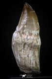 20283 - Top Huge Rooted 3.91 Inch Mosasaur (Prognathodon anceps) Tooth