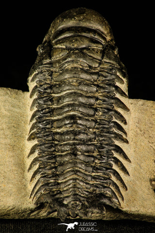 30231 - Top Beautiful 3.19 Inch Crotalocephalina (Crotalocephalus) gibbus Lower Devonian Trilobite