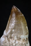20283 - Top Huge Rooted 3.91 Inch Mosasaur (Prognathodon anceps) Tooth