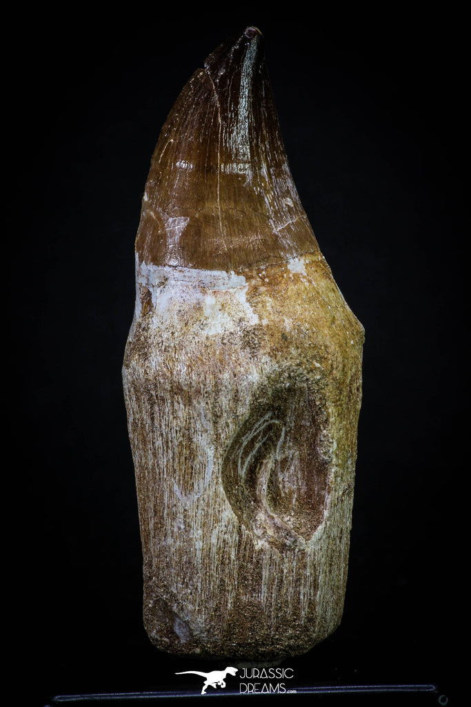 20284 - Top Huge Rooted 3.79 Inch Mosasaur (Prognathodon anceps) Tooth