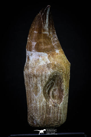 20284 - Top Huge Rooted 3.79 Inch Mosasaur (Prognathodon anceps) Tooth