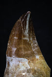 20284 - Top Huge Rooted 3.79 Inch Mosasaur (Prognathodon anceps) Tooth