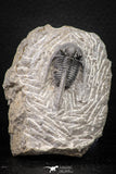 08331 - Top Well Prepared 1.28 Inch Cyphaspis (Otarion) cf. boutscharafinense Devonian Trilobite