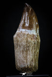 20284 - Top Huge Rooted 3.79 Inch Mosasaur (Prognathodon anceps) Tooth