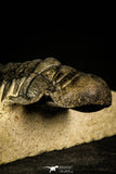 30231 - Top Beautiful 3.19 Inch Crotalocephalina (Crotalocephalus) gibbus Lower Devonian Trilobite