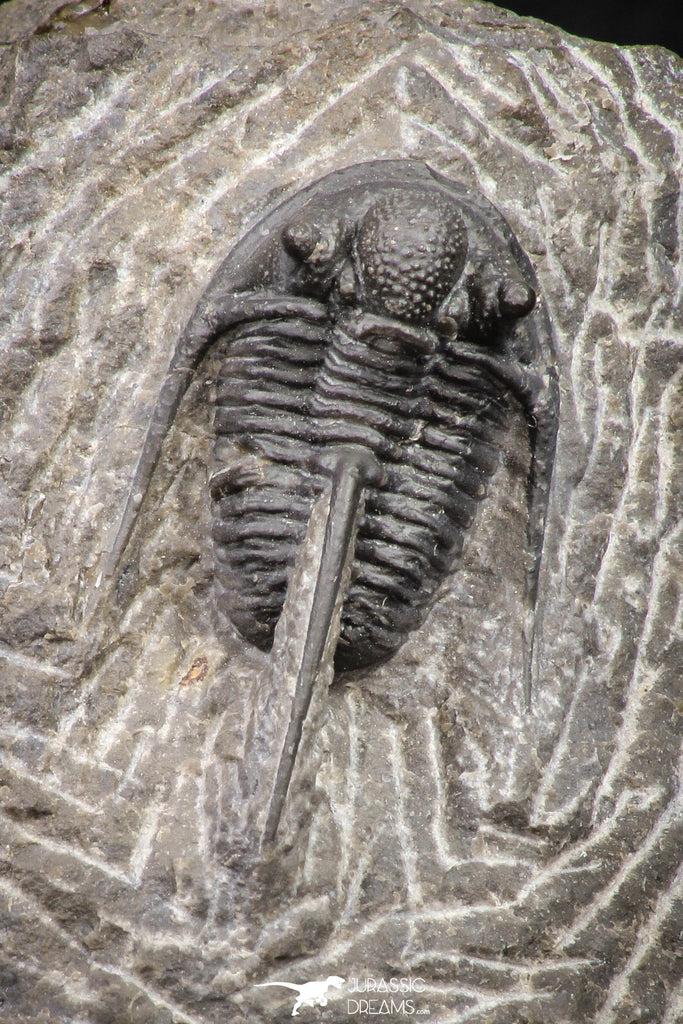 08331 - Top Well Prepared 1.28 Inch Cyphaspis (Otarion) cf. boutscharafinense Devonian Trilobite