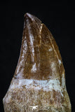 20284 - Top Huge Rooted 3.79 Inch Mosasaur (Prognathodon anceps) Tooth