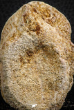 07402 - Top Rare Unidentified 2.11 Inch Reptile (Crocodile?) Vertebra Bone Cretaceous Kem Kem