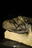 30231 - Top Beautiful 3.19 Inch Crotalocephalina (Crotalocephalus) gibbus Lower Devonian Trilobite