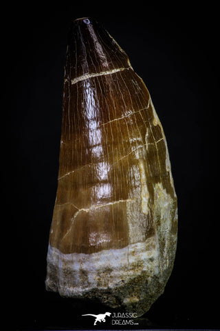 20285 - Well Preserved 2.65 Inch Mosasaur (Prognathodon anceps) Tooth