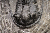 08331 - Top Well Prepared 1.28 Inch Cyphaspis (Otarion) cf. boutscharafinense Devonian Trilobite